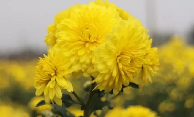 千畝云臺(tái)冰菊盛開，誠(chéng)邀您蒞臨免費(fèi)參觀！