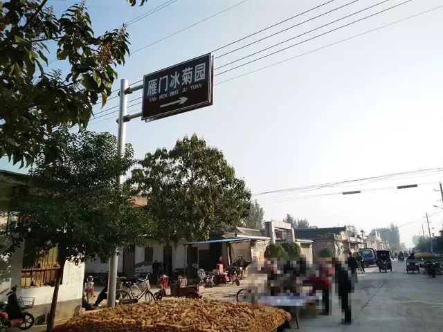 如何找到云臺冰菊？怎樣找到云臺冰菊？